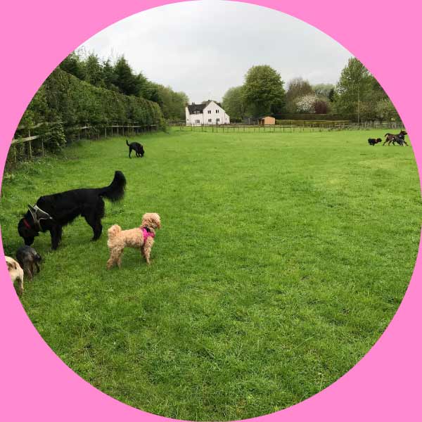 our-secure-private-field-for-your-dogs-wellbeing